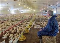Bên trong trang trại gà khổng lồ của KFC